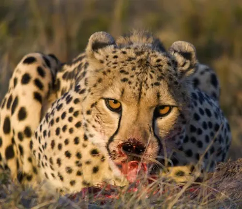 Cheetah devouring prey in its natural habitat, showcasing the hunting technique of the Southeast African Cheetah.
