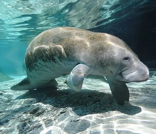 An underwater view of a manatee gracefully gliding over a sandy bottom, with sun rays filtering through the clear, blue water.