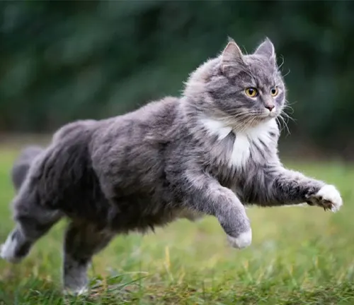 A Maine Coon cat energetically dashes across a lush green field, showcasing its exercise needs.