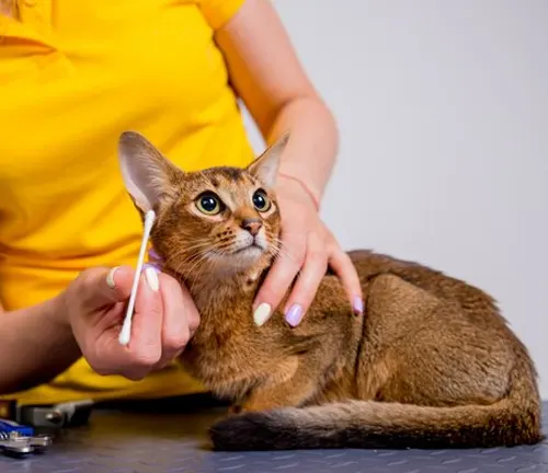 A woman lovingly strokes a groomed Abyssinian cat during a grooming session.