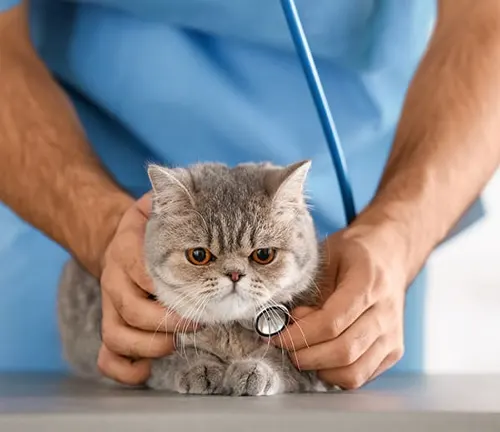 A veterinarian using a stethoscope to examine a British Shorthair cat, possibly for urinary tract issues.