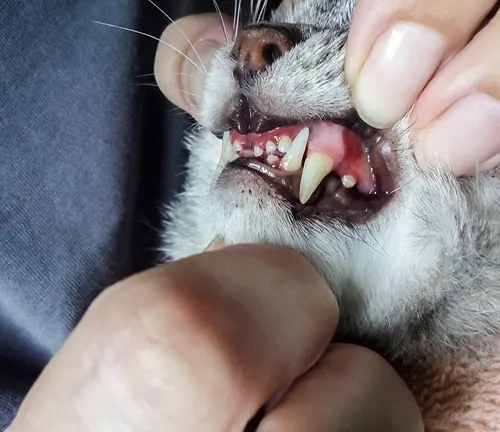 A person gently holds open a Scottish Fold cat's mouth to reveal its teeth, highlighting dental issues.
