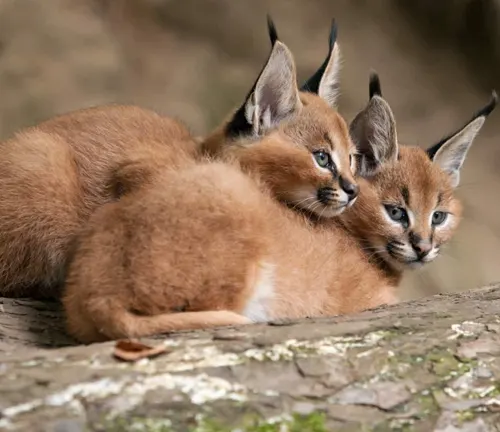 Two caracal kittens sitting on a log, showcasing their adorable presence while displaying natural mating behavior.