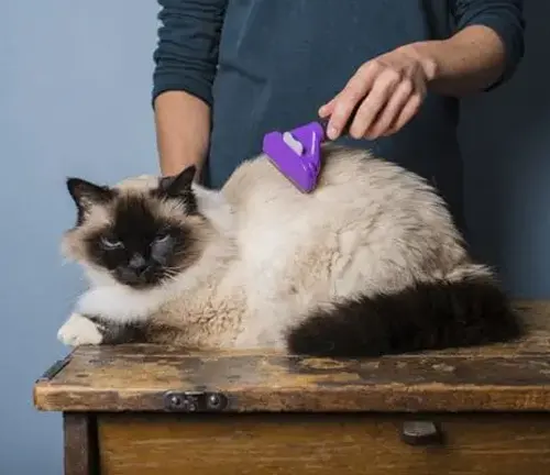 A person gently brushes a "Ragdoll Cat" with a purple brush, ensuring its grooming and hygiene.
