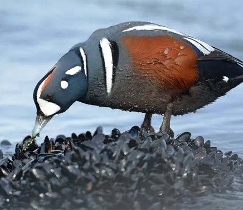 Harlequin Duck swimming in water, displaying vibrant colors and unique patterns on its feathers.