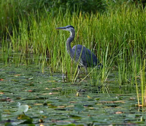 A Great Blue Heron stands in a marshy pond surrounded by green reeds and lily pads, attentively searching for prey in the water.