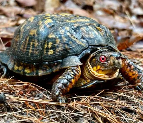 A close-up of an Eastern Box Turtle with a domed, patterned shell and bright, alert eyes, crawling over a bed of pine needles.