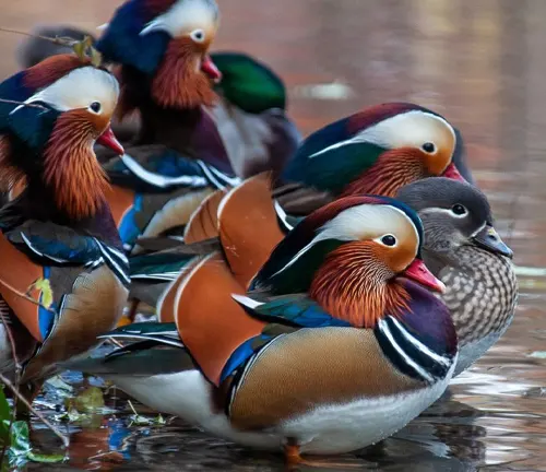 A group of vibrant ducks standing in water. These ducks hold cultural significance as "Mandarin Ducks".