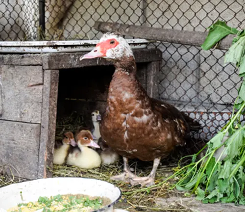 Muscovy Duck nesting behavior: Female duck sitting on eggs in a nest made of twigs and feathers.