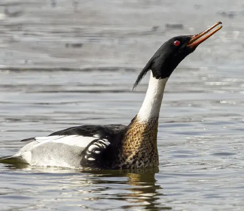 A Common Merganser duck with a long beak gracefully swimming in the water, its head bobbing up and down.