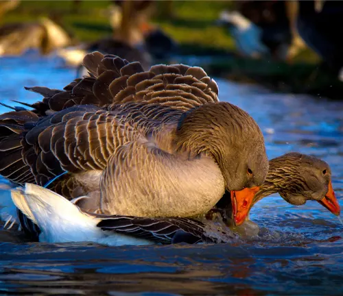 Two Greylag Geese swimming in the water.
