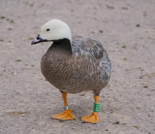 A duck with yellow legs standing on the ground. Conservation Status "Emperor Goose".