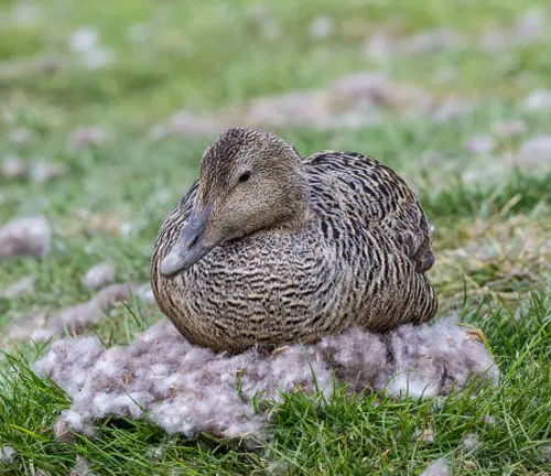 A duck with colorful feathers resting on the grass, exhibiting nesting behavio