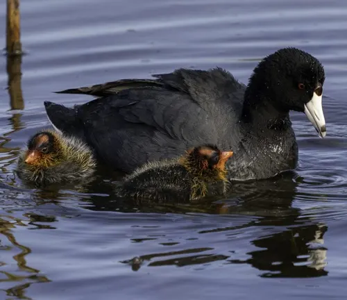 Black Surf Scoter duck with two ducklings swimming in water.