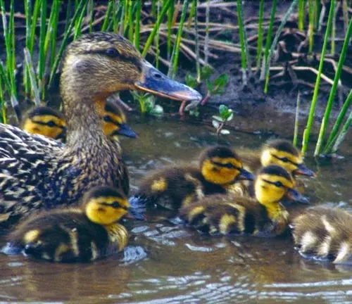 "Northern Shoveler ducklings hatching and being cared for by their parents in a natural habitat."