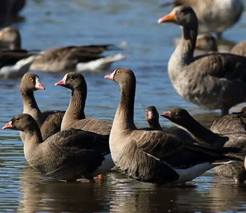 Greater White-fronted Goose with distinctive black bars on its belly and orange legs.