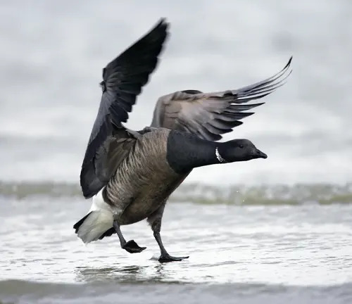 Brant Goose exhibiting behavioral adaptations on beach.