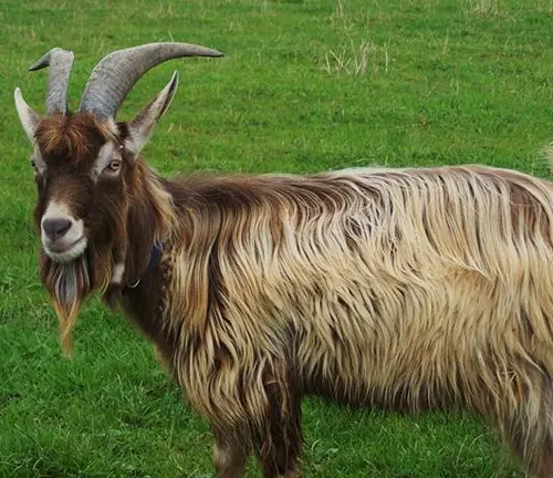 A Toggenburg goat with long horns stands in a field, grooming itself.