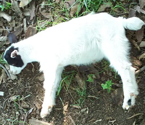A baby goat, known as a "Fainting Goat", lying on the ground. It is small, adorable, and vulnerable.