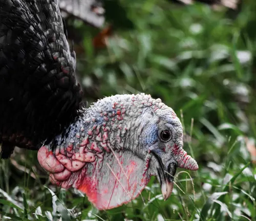 Eastern Wild Turkey foraging in a grassy field, searching for food.
