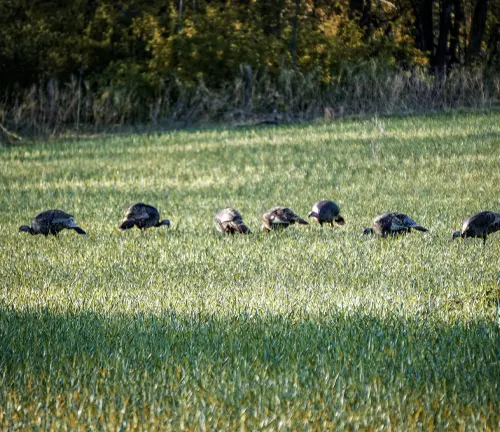 A flock of turkeys foraging in a field, showcasing the Rio Grande Wild Turkey diet.