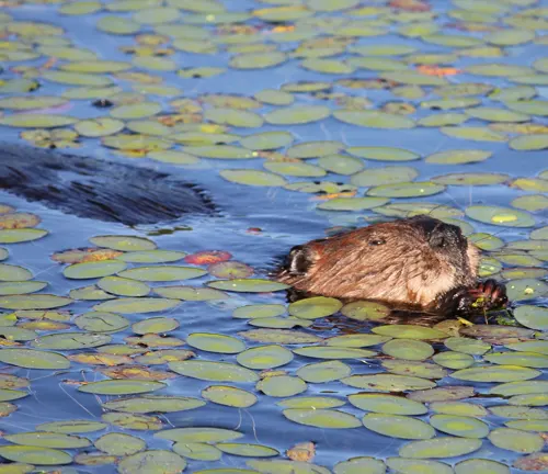 A beaver gliding through water amidst lily pads.