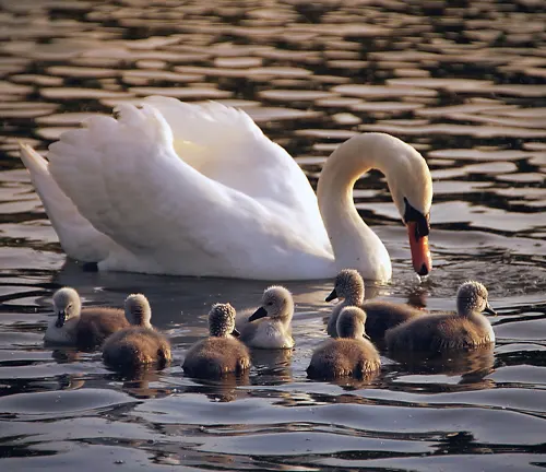 A Mute Swan with her babies, showcasing parental care