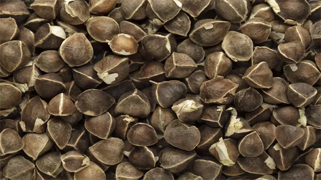 Characteristics of High-Quality Moringa Seeds