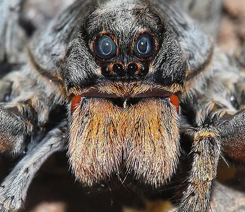 A close-up of a venomous "Wolf Spider" with large eyes, showcasing its intricate features.