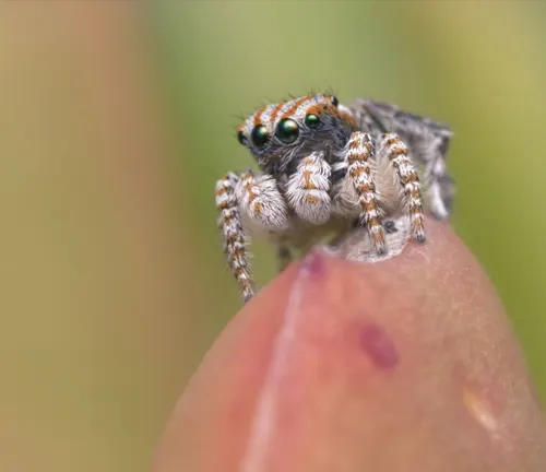 A jumping spider on a plant, showcasing its hunting adaptations.