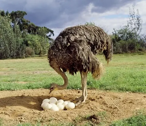 Reproduction of a Common Ostrich: Two large eggs in a sandy nest with a parent ostrich nearby.