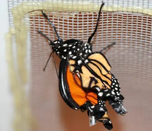 A monarch butterfly hangs from a mesh screen, possibly affected by the disease "Monarch Butterfly".