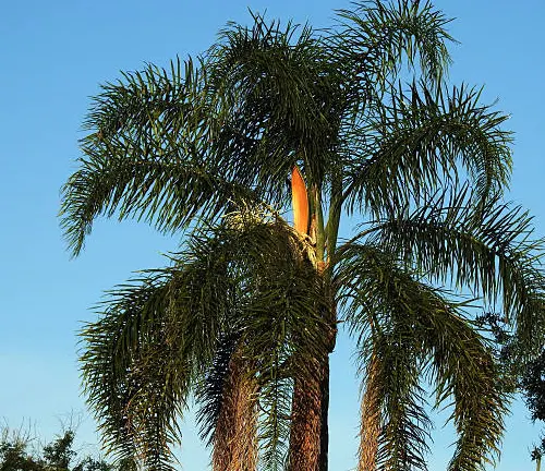 Queen Palm (Syagrus romanzoffiana)