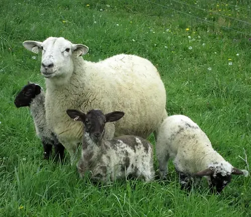 A unique blend of Border Leicester genetics resulting in a versatile and high-quality sheep breed.
