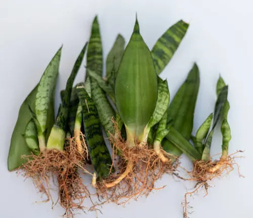 A collection of snake plant leaves with roots, prepared for propagation, displayed against a white background.