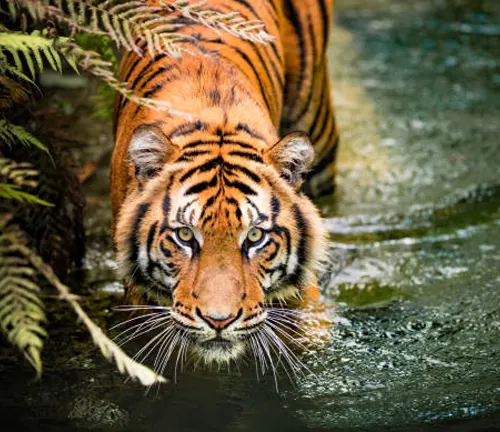 A Bengal tiger gracefully walks through the forest water, showcasing its hunting style.