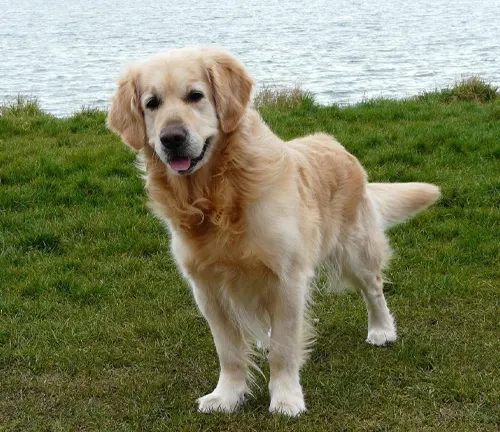 Golden Retrievers Dog