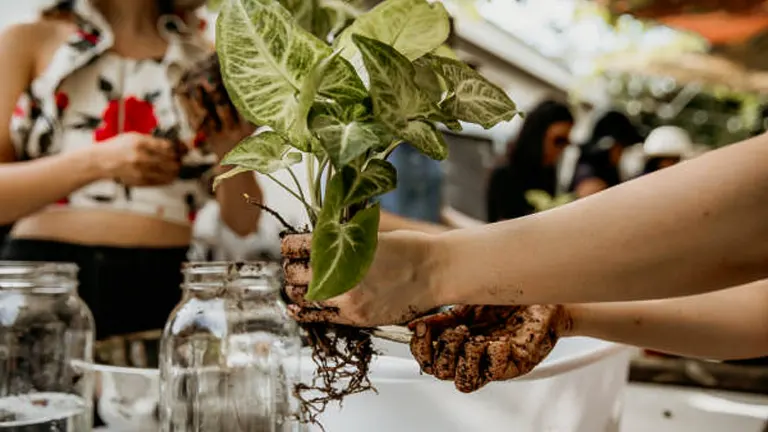 Hands holding a variegated plant with visible roots above several empty glass jars, suggesting preparation for plant propagation or repotting.