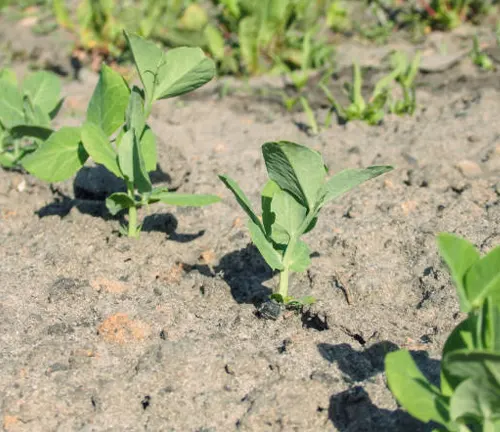 Sprouting pea plants with young, tender leaves growing in well-spaced rows in sunlit soil.