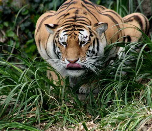 A Malayan tiger crouching in the grass, ready to pounce on its prey in a surprise attack.