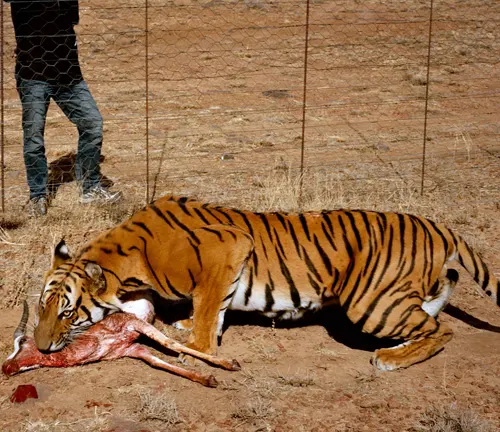A South China Tiger devouring a deer near a fence in a habitat restoration area.