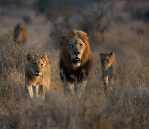 Lions and their cubs roam freely in the wild, showcasing territorial defense and male coalitions