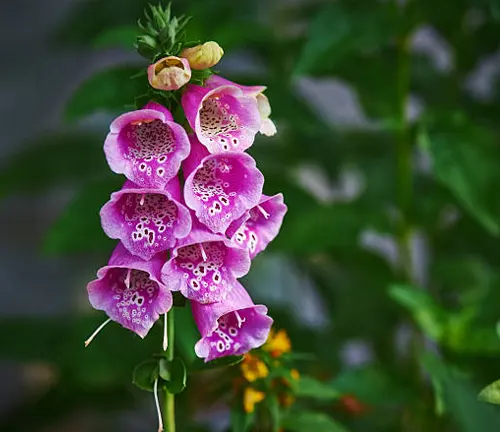 Vibrant purple foxglove flowers in full bloom, with bell-shaped blossoms and spotted patterns, surrounded by lush green leaves.