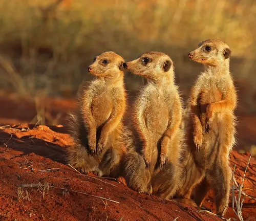 A group of meerkats standing together, looking alert and curious. They symbolize unity and vigilance in African culture.
