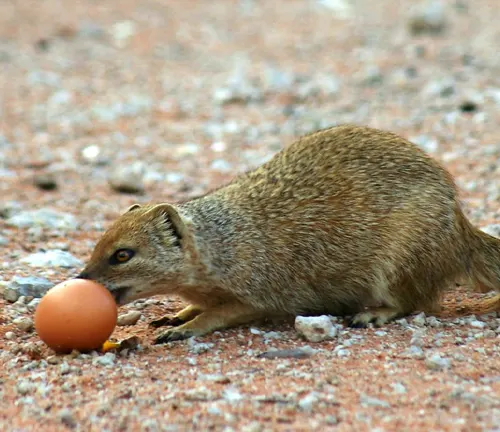 "Dwarf Mongoose bird eggs and nestlings in a nest, showcasing their small size and delicate features."