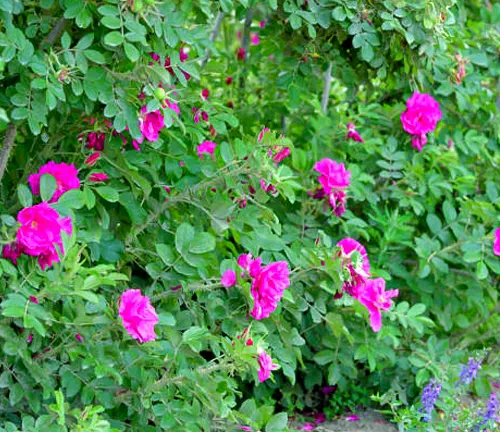Vivid magenta roses interspersed within dense green shrubbery.