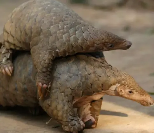 "Close-up of a Chinese Pangolin mother gently cradling her baby in her arms, providing maternal care."