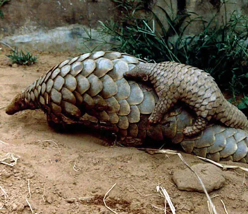 A mother Indian Pangolin and its baby on the ground, showcasing the reproduction of this species.