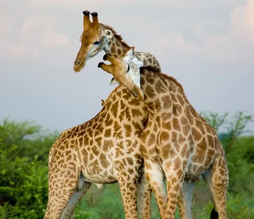 Two giraffes standing together in the wild, using their long necks to communicate with each other.