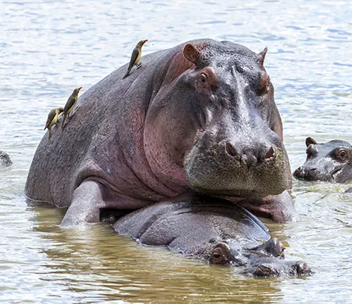 A family of hippos swimming in water, showcasing their mating behavior.
